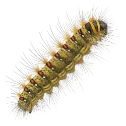 Imagen PNG para descargar